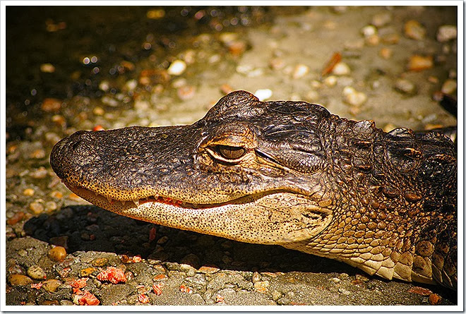 public-domain-pictures-alligator-1 (301)
