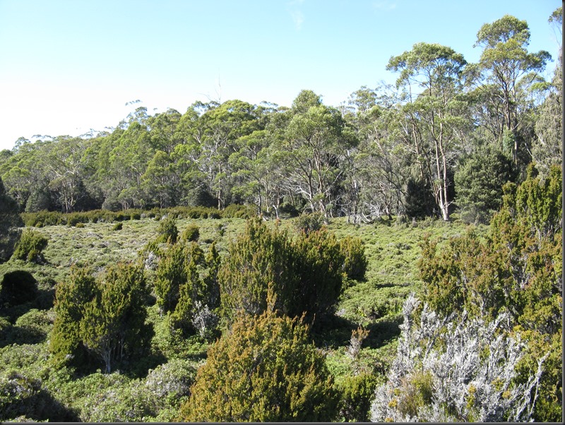 Baeckea gunniana and Eucalypts at Mannys Marsh