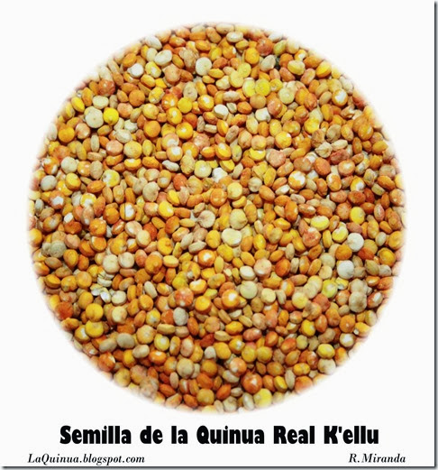 Semilla de la Quinua real variedad K'ellu-R.Miranda_Laquinua.blogspot.com