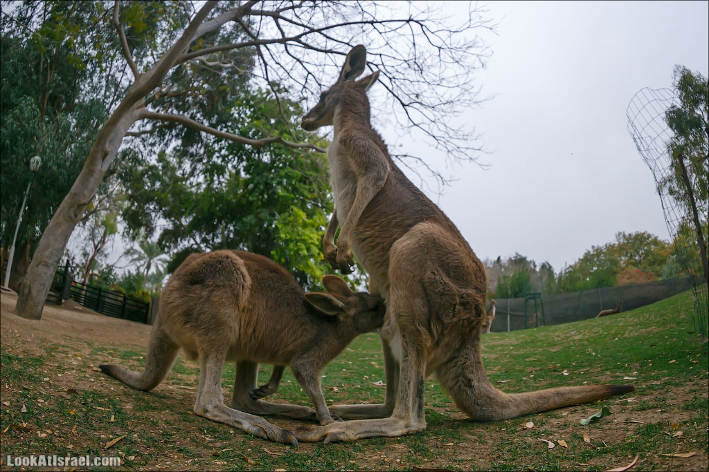 Ган Гуру - парк с кенгуру и другими австралийскими животными | Gan Guru | גן גורו | LookAtIsrael.com - Фото путешествия по Израилю