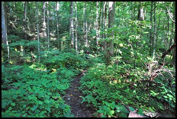 10 - Rock Garden Trail - Bill hidden amongst the green
