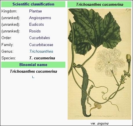 klasifikasi ilmiah pare lindung atau pare belut (Trichosanthes cucumerina var anguina)