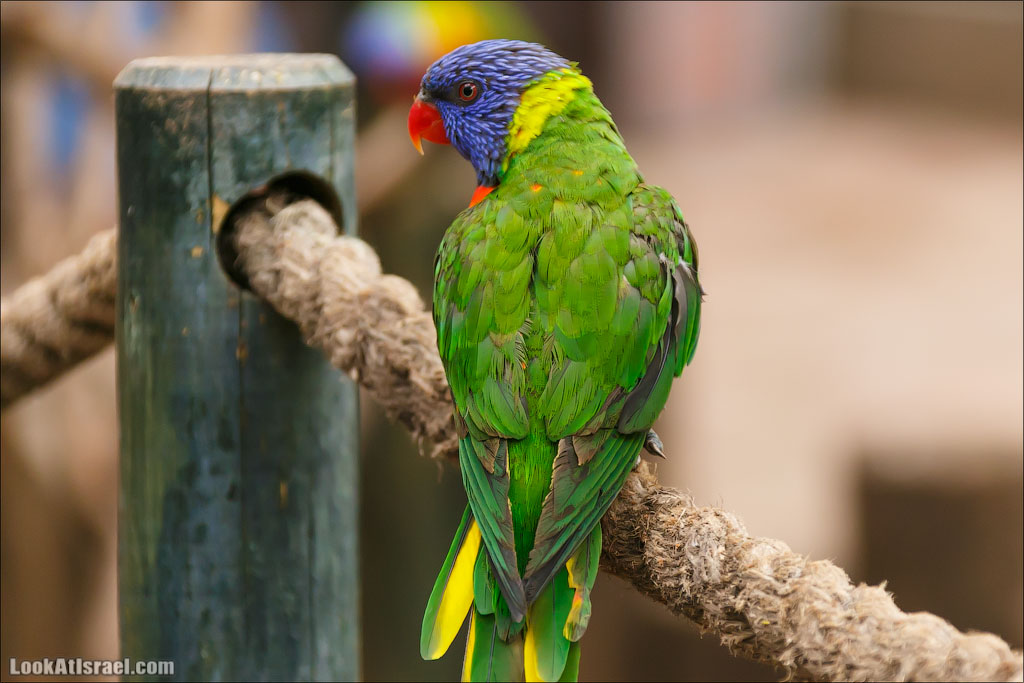 Ган Гуру - парк с кенгуру и другими австралийскими животными | Gan Guru | גן גורו | LookAtIsrael.com - Фото путешествия по Израилю