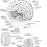 cuerpo humano el cerebro