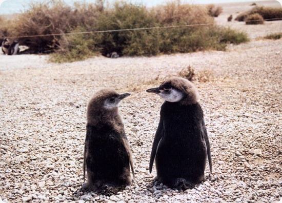 Punta Tombo la maggior riserva di pinguini della Patagonia. ~ Patagonia  Express