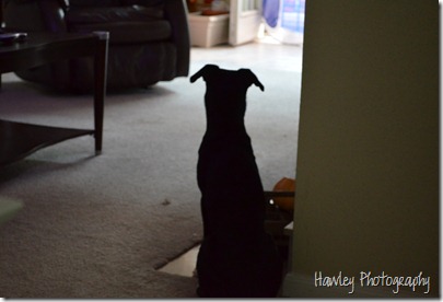DSC_0121 DSC_0121