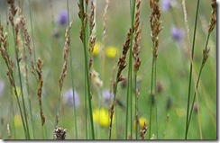 grasses and wild flowers