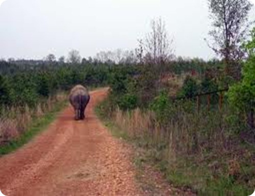 elefante asiatico8