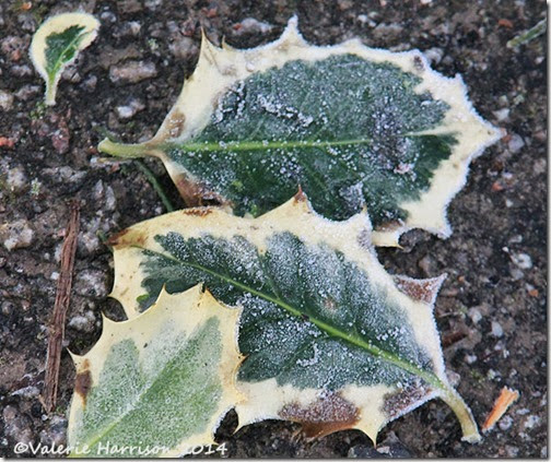 47-frosted-leaves