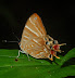 Riodinidae : Saribia tepahi BOISDUVAL, 1833, endémique. Andasibé (Périnet) (500 m), à l'est de Moramanga (Madagascar), 15 février 2011. Photo : T. Laugier