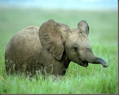 Amazing Animals Pictures Elephant (4)