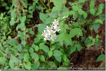 035 Sabinosa-Malpaso-Sabinosa(Alamillo monte verde) 035 Sabinosa-Malpaso-Sabinosa(Alamillo monte verde)