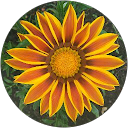 Image Google de michele SURAIN