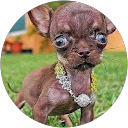 Image Google de patricia plesset