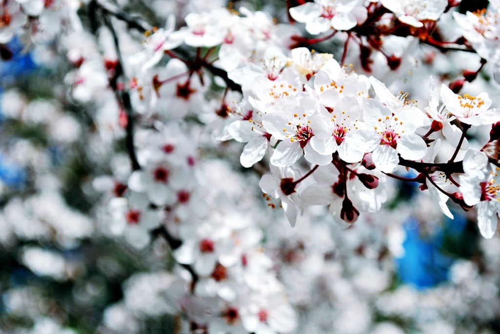[Sakura%2520at%2520South%2520Island%252C%2520NZ%255B3%255D.jpg]