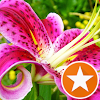 American car wash roslyn coupon
