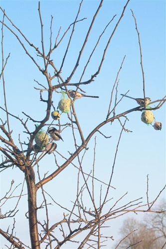 20101225 (1) (Large)