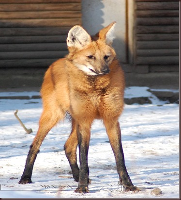 Amazing Animal Pictures The Maned Wolf (9)