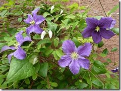 bhd clematis