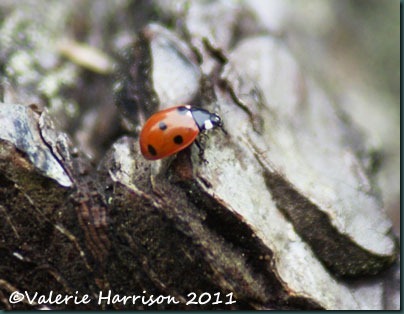 3-7-spot-ladybird