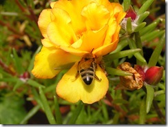 včely na květech 096