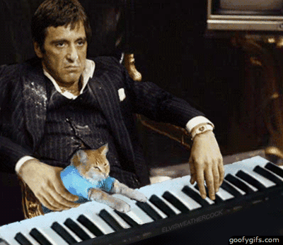 gato pianista blogdeimagenes (9)