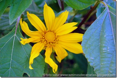 2060 Bosque Faya-Brezal(Girasol arbóreo) 2060 Bosque Faya-Brezal(Girasol arbóreo)
