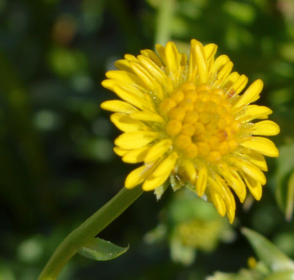 Burrdaisy Project Noah