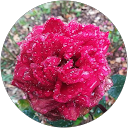 Image Google de Liz Means