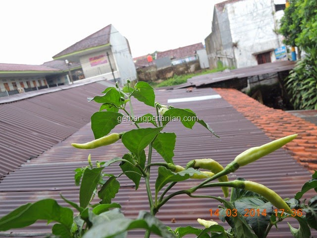 [jenis-jenis-cabe-pedas-di-indonesia%255B8%255D.jpg]