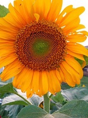 [sunflower_thumb12.jpg]