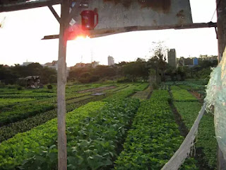 Vườn rau Lộc Hưng — cả một trời kỷ niệm tuổi thơ của tôi. Vườn rau Lộc Hưng — cả một trời kỷ niệm tuổi thơ của tôi.