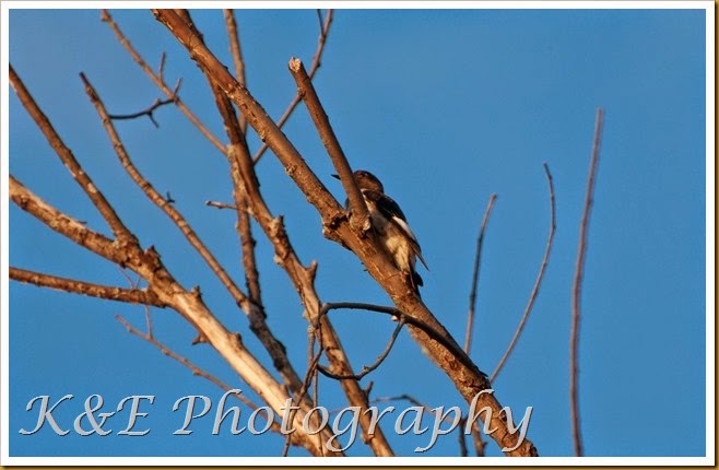 Juvenile red-headed woodpecker-1