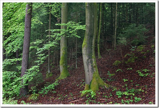 120506_beech-forest_04