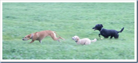 20111016_dogs-running_010