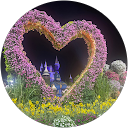 Image Google de Carole D