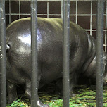 hippo at ueno zoo in Ueno, Japan 