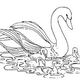 cisne2.jpg