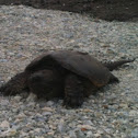 Common snapping turtle