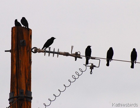17. blackbirds-kab