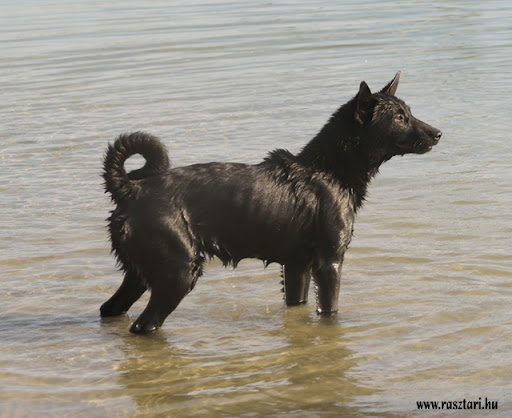 StrandSandorfalva35.jpg