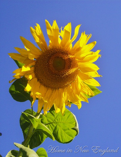 sunflower 007