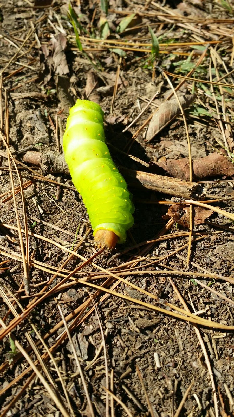lunar moth caterpillar pictures