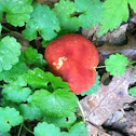 Red Bolete Mushroom