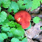 Red Bolete Mushroom