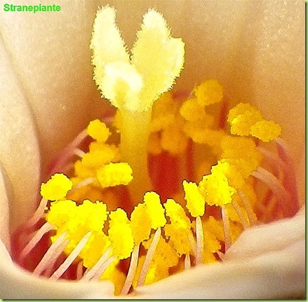 Obregonia denegrii polline pistillo