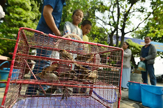 Làm ơn chấm dứt trò phóng sinh Làm ơn chấm dứt trò phóng sinh