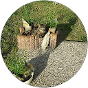 Image Google de David Vans