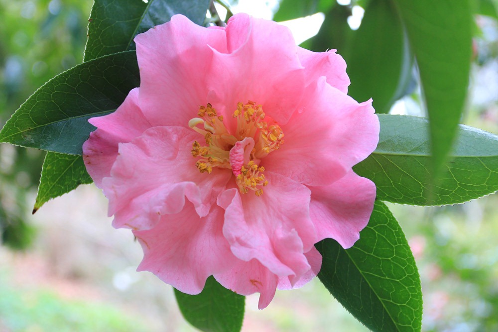 [121228_UCBotGarden_Camellia-japonica_02%255B2%255D.jpg]