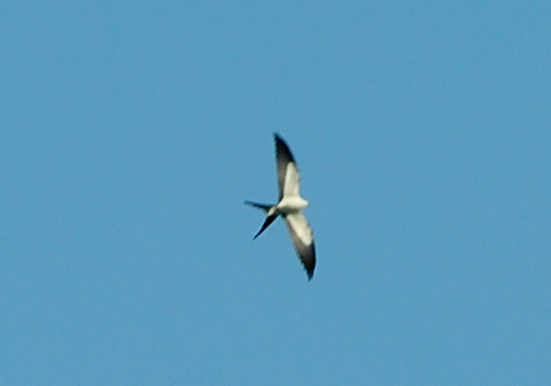 [04b---Swallow-Tail-Kite1.jpg]
